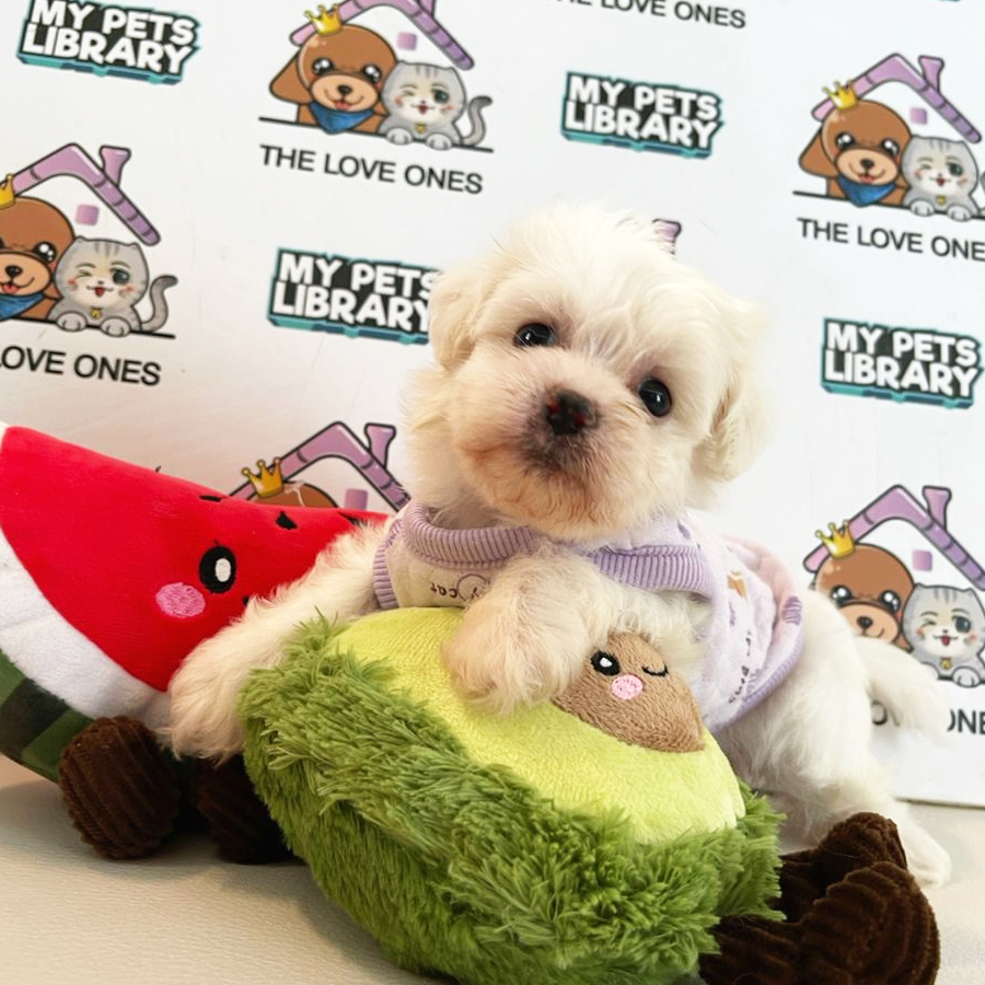 Maltese Puppy (Female) For Sale