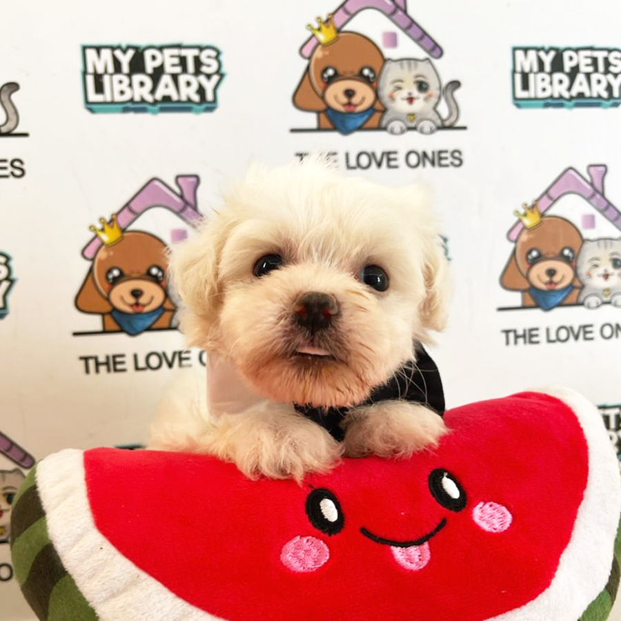 Maltese Puppy (Male) For Sale