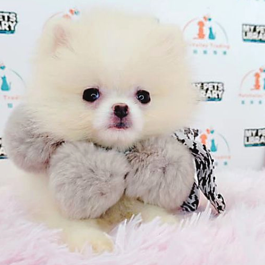 Pomeranian Puppy (Female) For Sale
