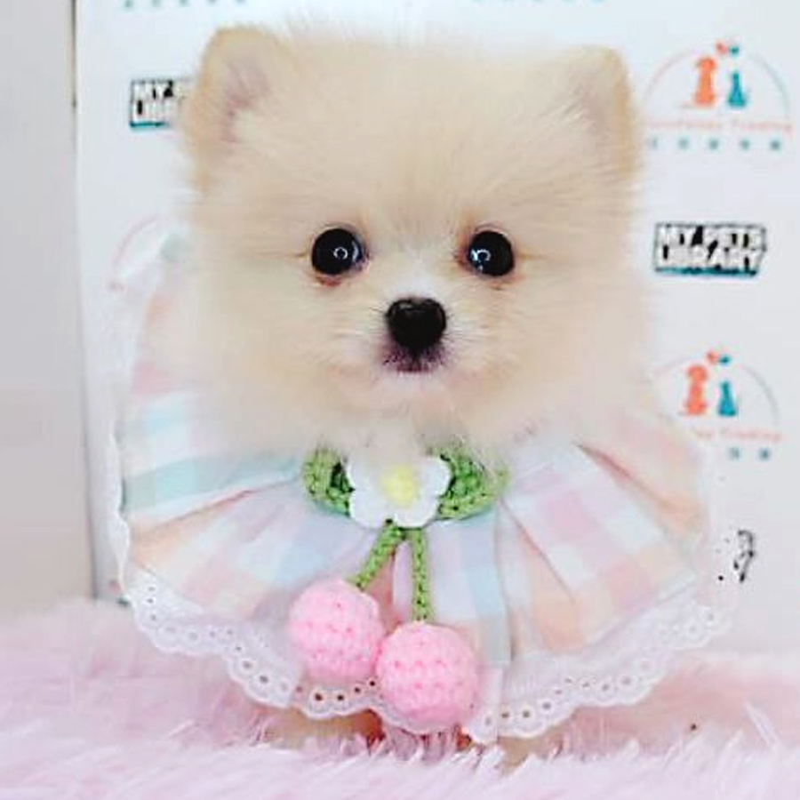 Pomeranian Puppy (Male) For Sale