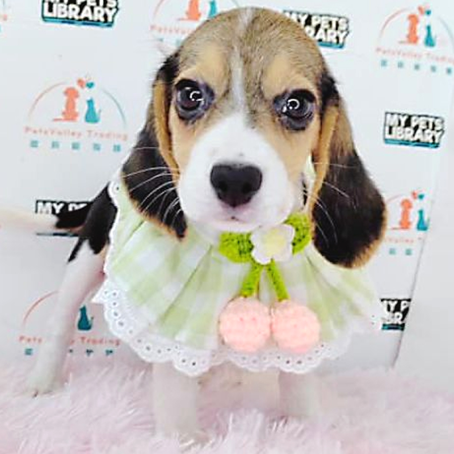 Beagle Puppy (Female) For Sale