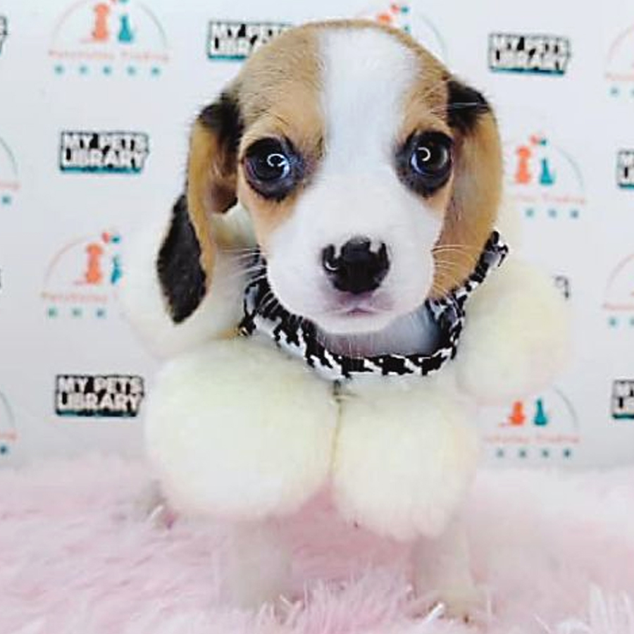 Beagle Puppy (Female) For Sale