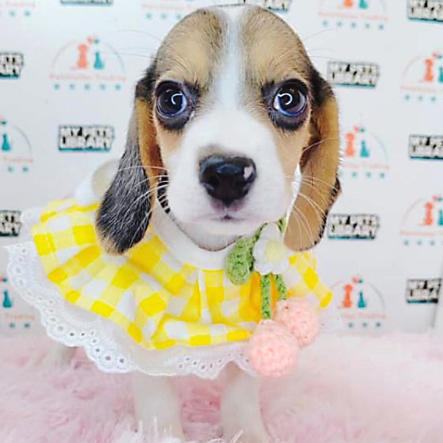 Beagle Puppy (Female) For Sale
