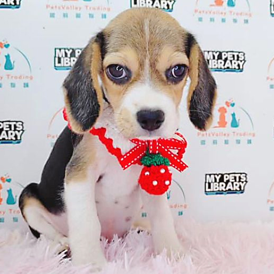 Beagle Puppy (Male) For Sale