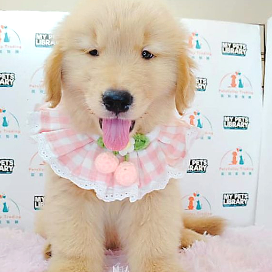 Golden Retriever Puppy (Male) For Sale
