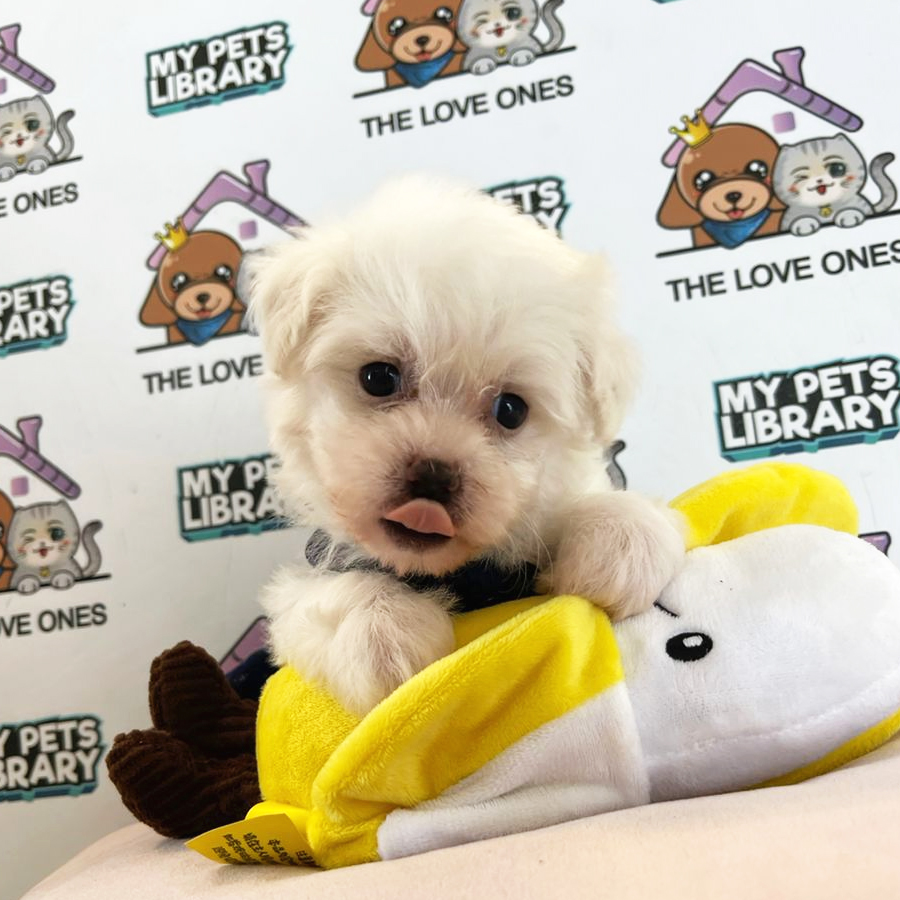 Maltese Puppy (Female) For Sale