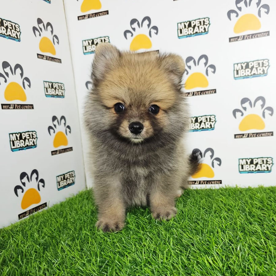Tiny Pomeranian Puppy (Male) For Sale