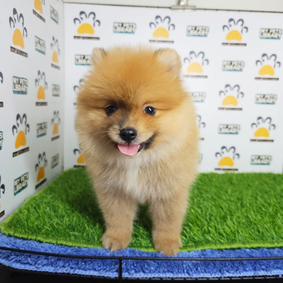Tiny Pomeranian Puppy (Male) For Sale