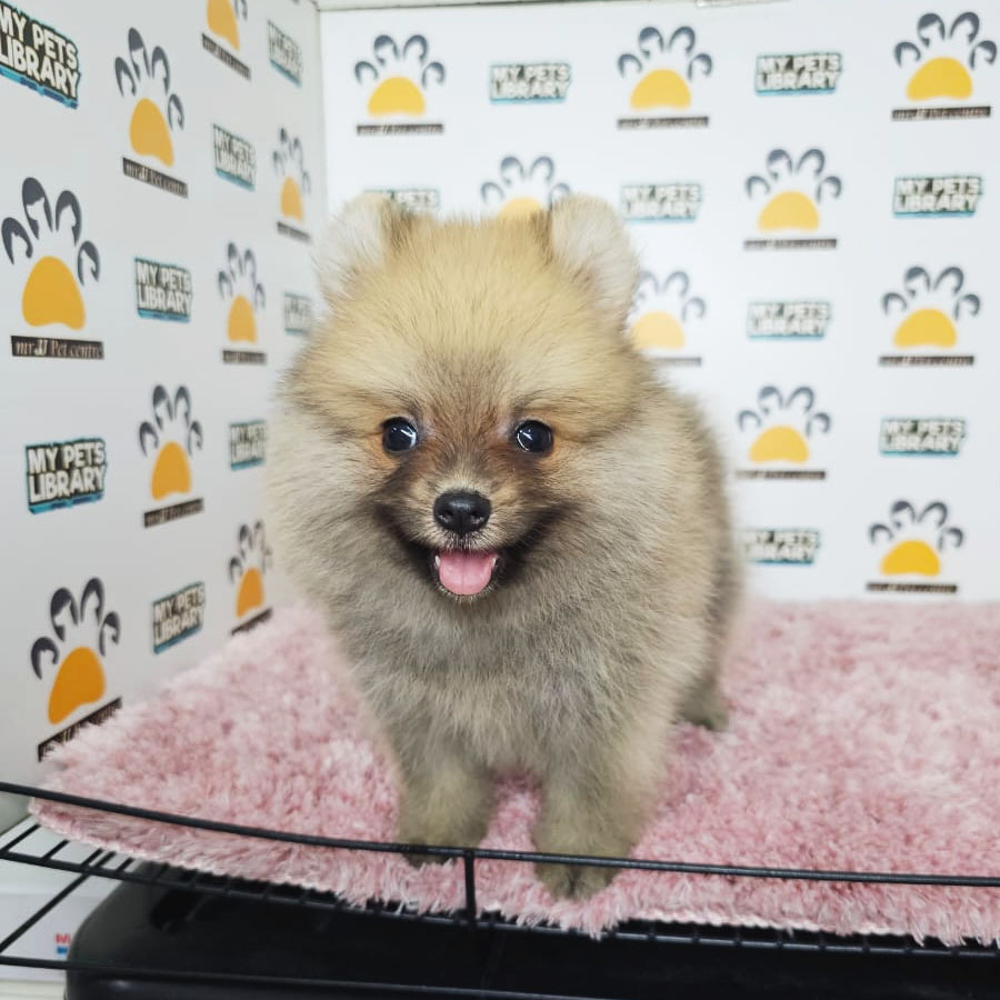 Tiny Pomeranian Puppy (Female) For Sale