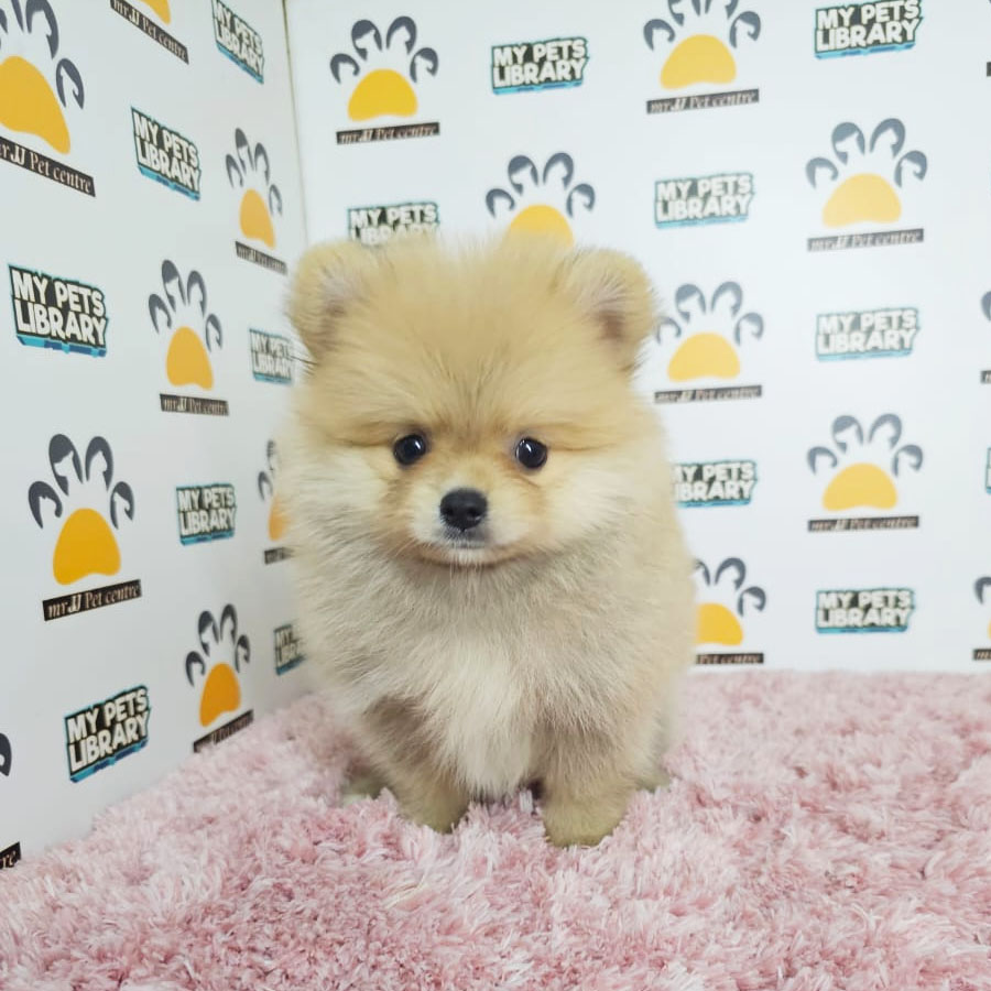 Tiny Pomeranian Puppy (Female) For Sale