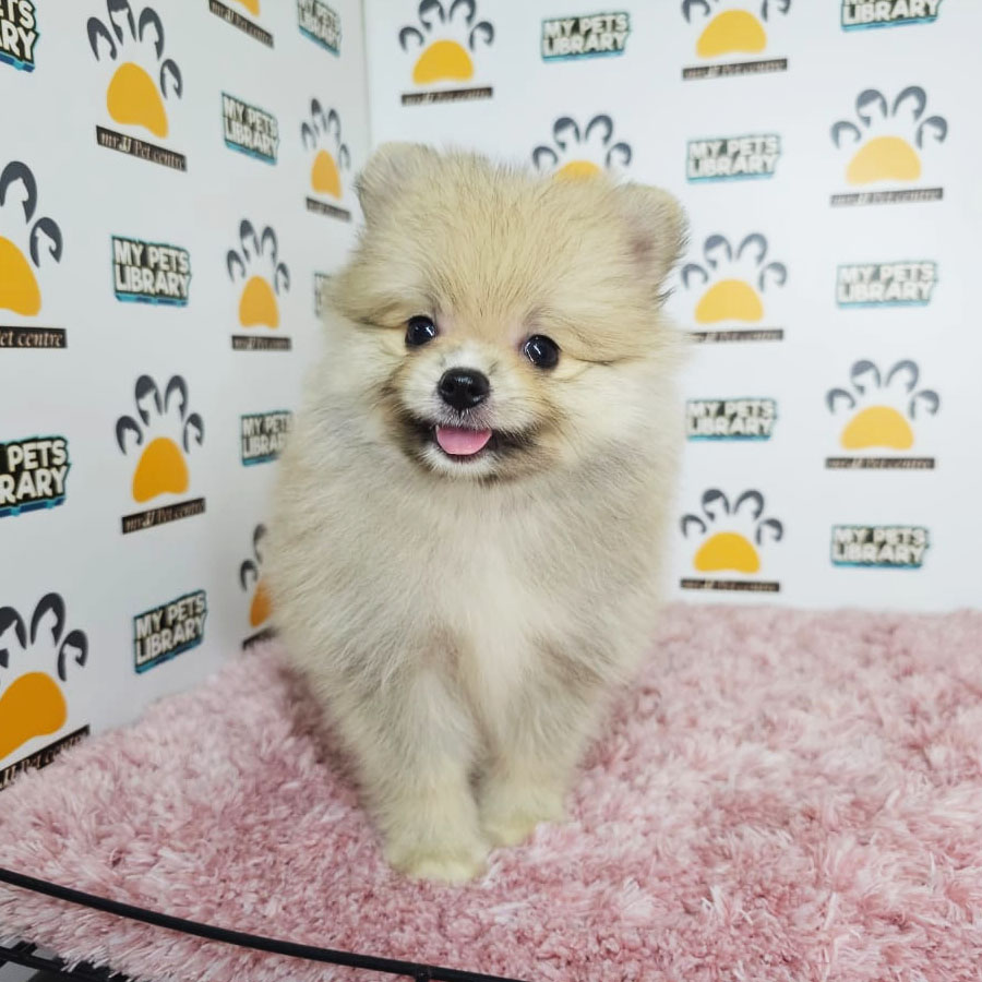 Tiny Pomeranian Puppy (Female) For Sale