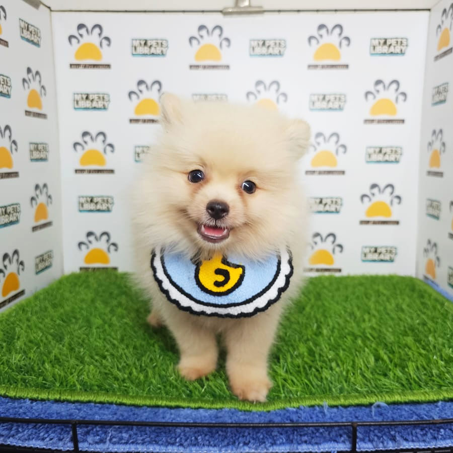 Tiny Pomeranian Puppy (Male) For Sale