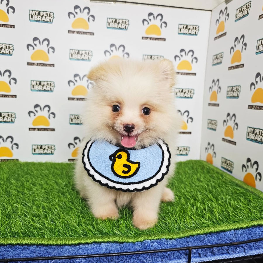 Tiny Pomeranian Puppy (Male) For Sale