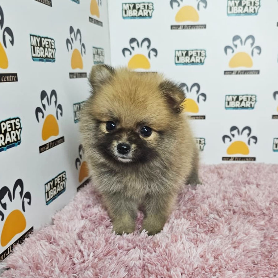 Teacup Pomeranian Puppy (Female) For Sale