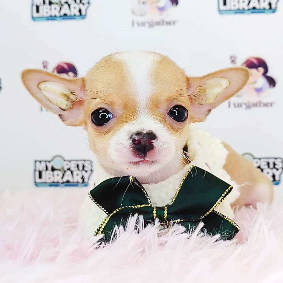 Shortcoat Chihuahua Puppy (Female) For Sale
