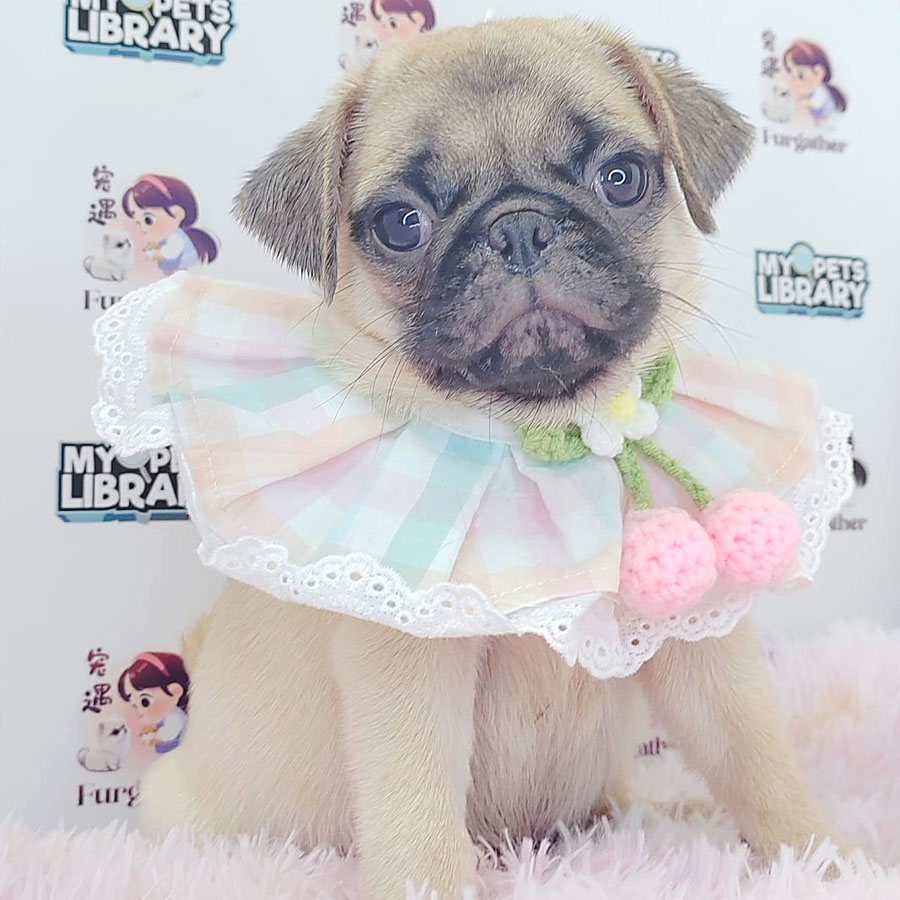 Pug Puppy (Male) For Sale