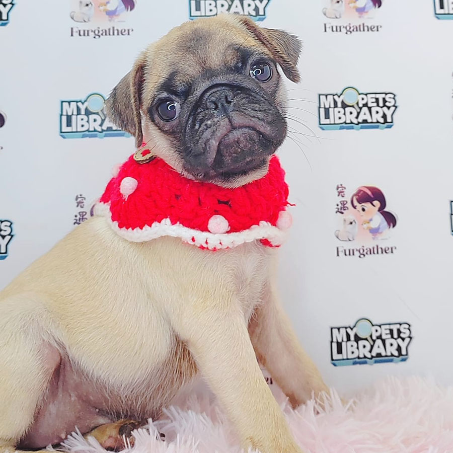 Pug Puppy (Female) For Sale