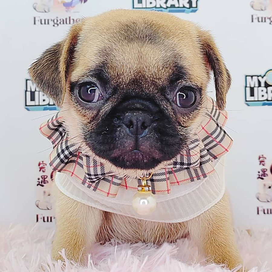 Pug Puppy (Female) For Sale