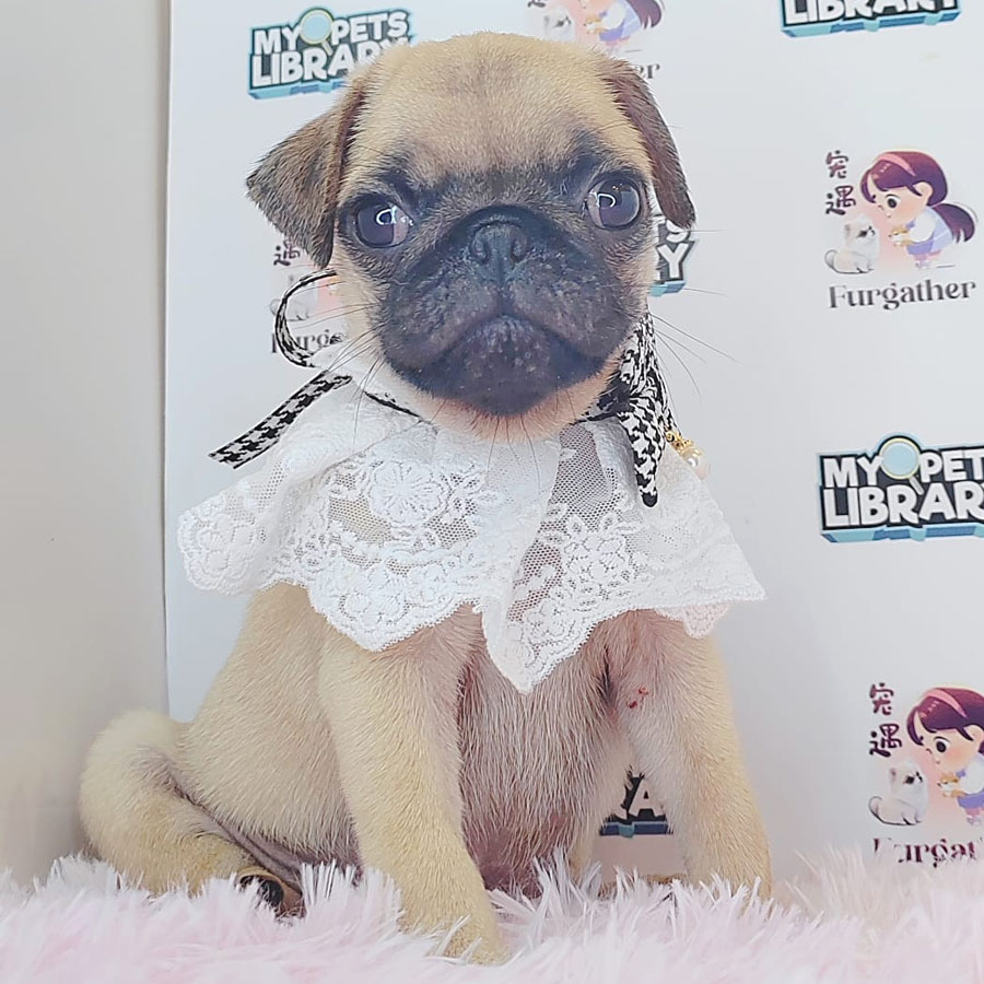 Pug Puppy (Male) For Sale