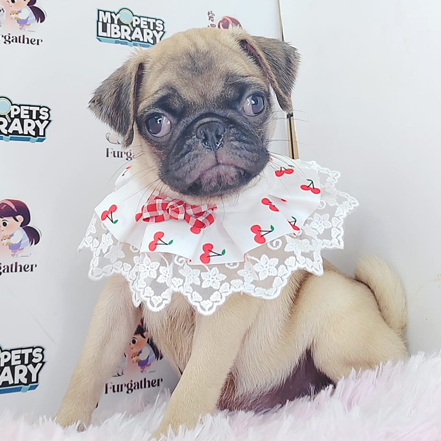 Pug Puppy (Male) For Sale
