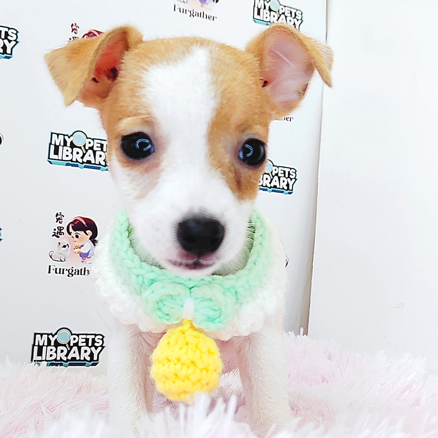 Jack Russell Puppy (Female) For Sale