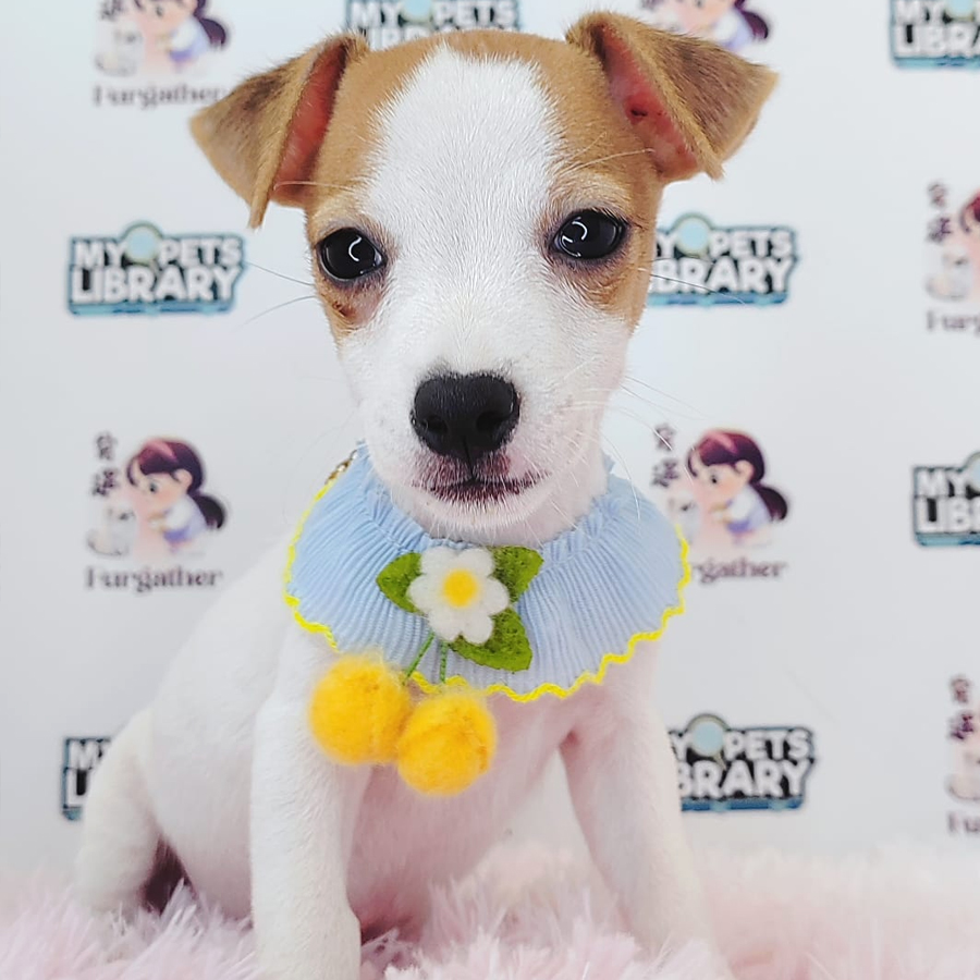 Jack Russell Puppy (Male) For Sale