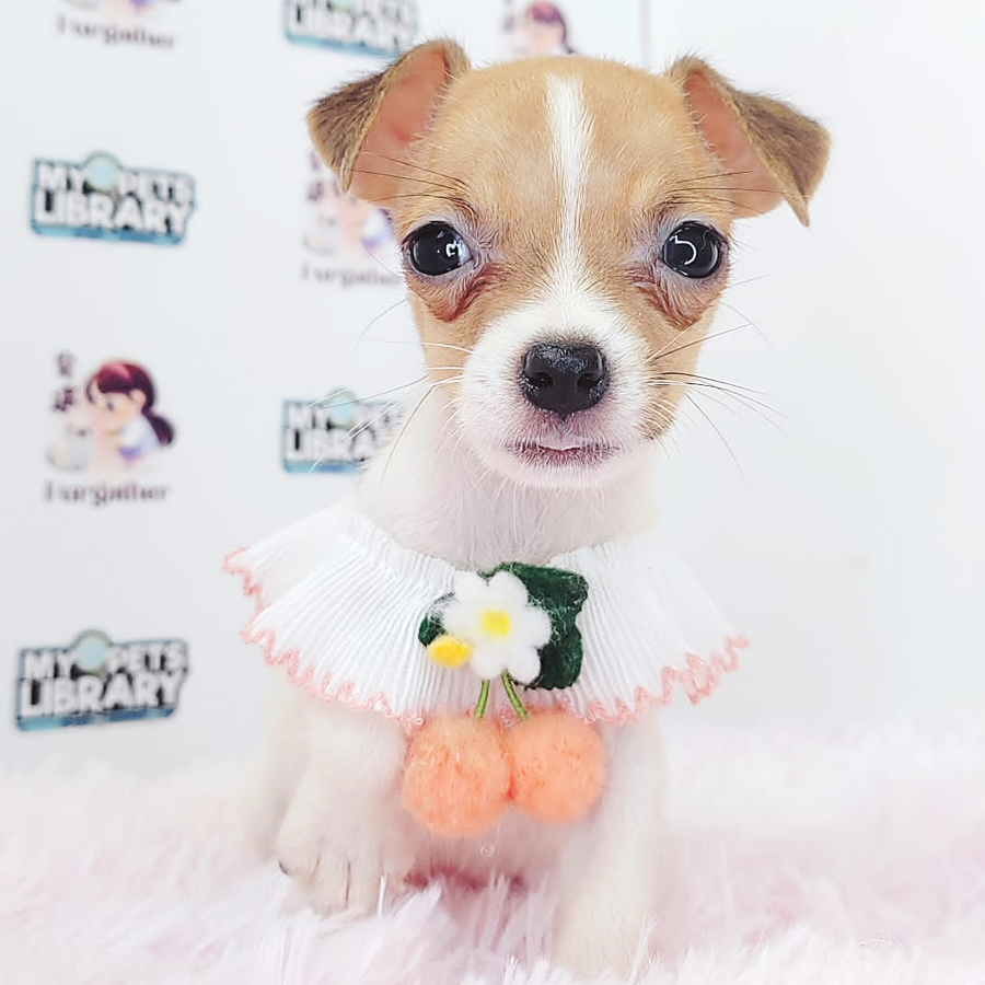 Jack Russell Puppy (Male) For Sale