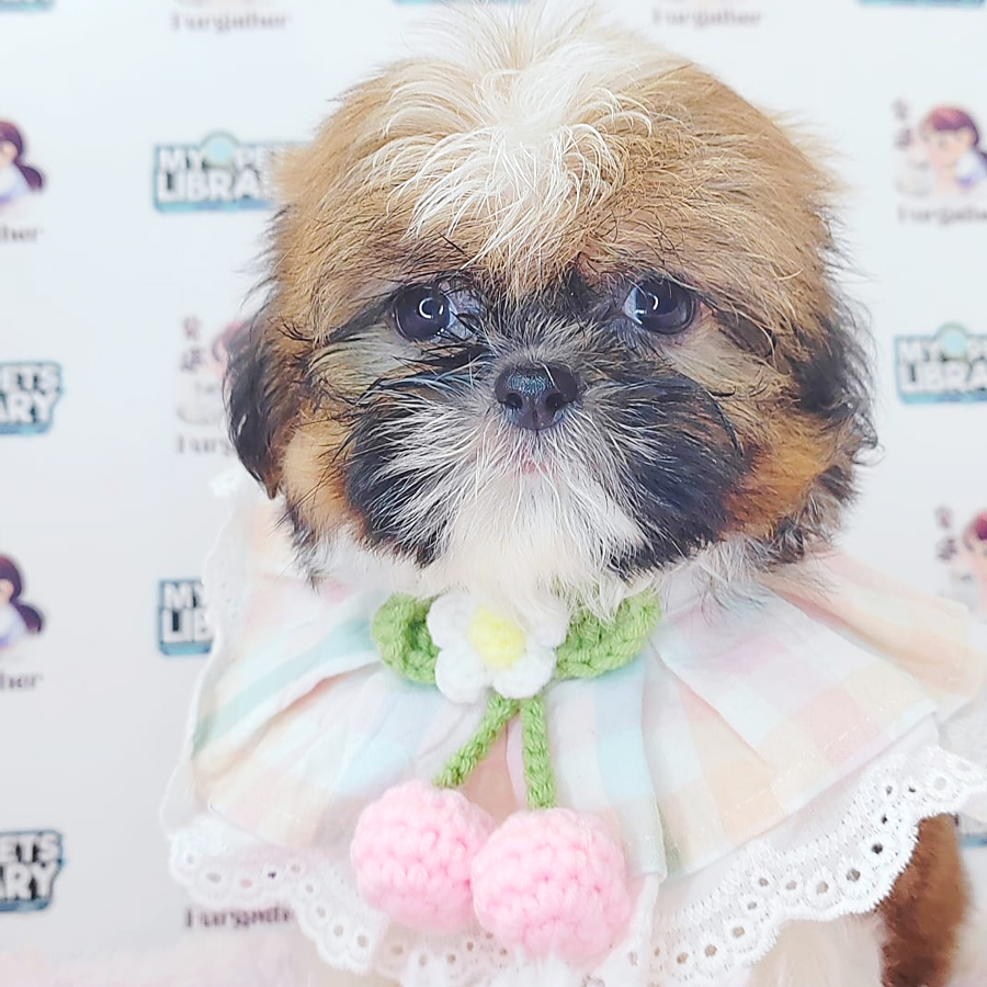 Shih Tzu Puppy (Male) For Sale