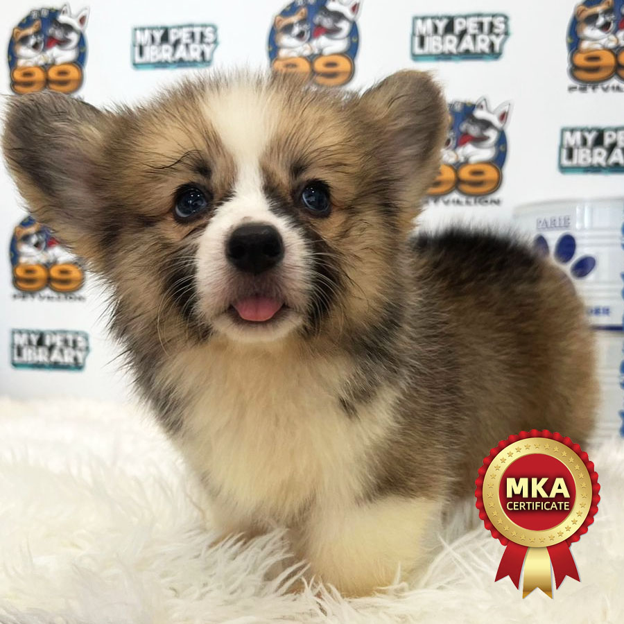 MKA Longcoat Welsh Corgi Puppy (Female) For Sale
