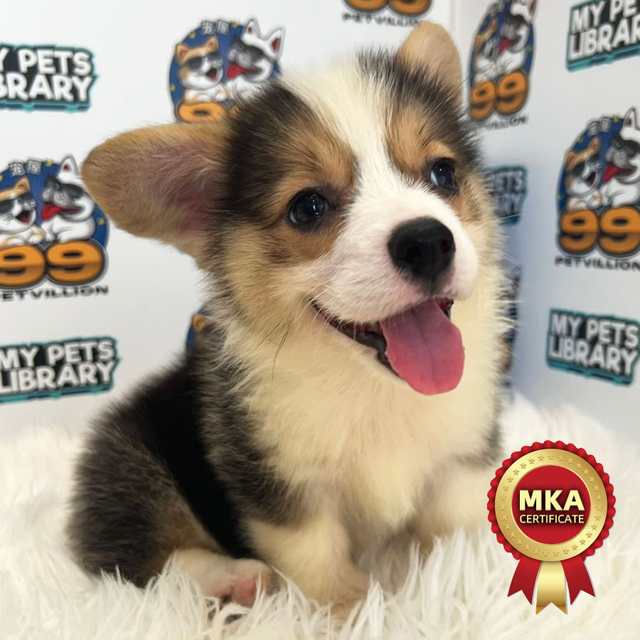 MKA Welsh Corgi Puppy (Male) For Sale