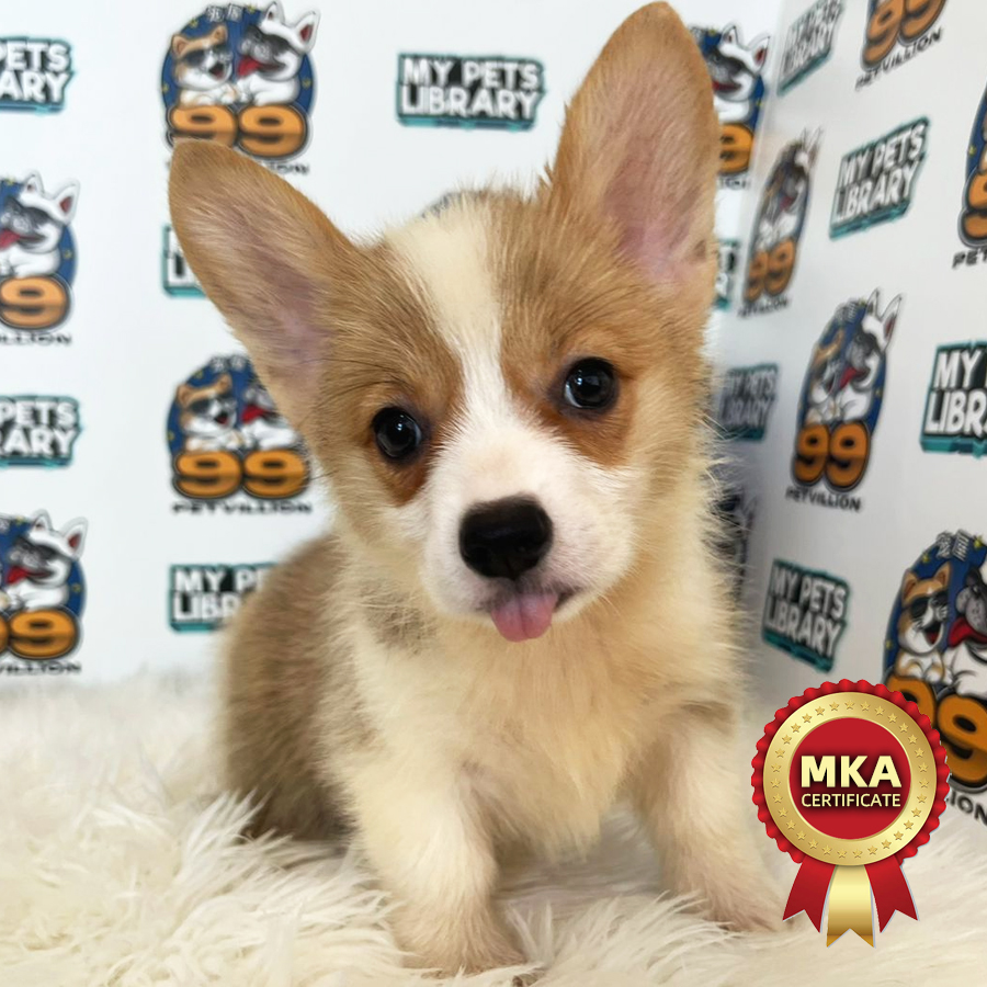 MKA Welsh Corgi Puppy (Female) For Sale