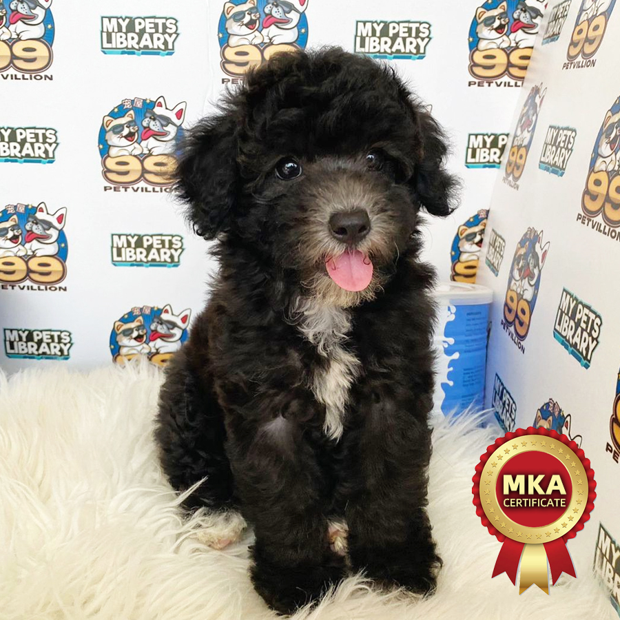 MKA  Toy Poodle Puppy (Female) For Sale