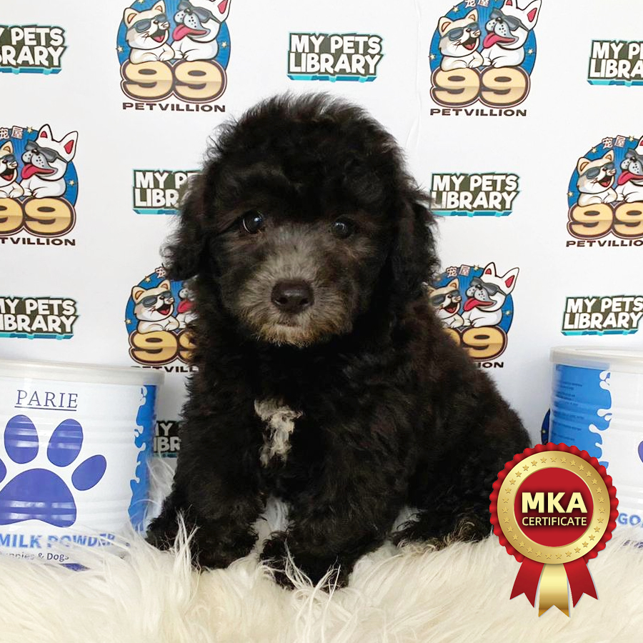 MKA Toy Poodle Puppy (Male) For Sale