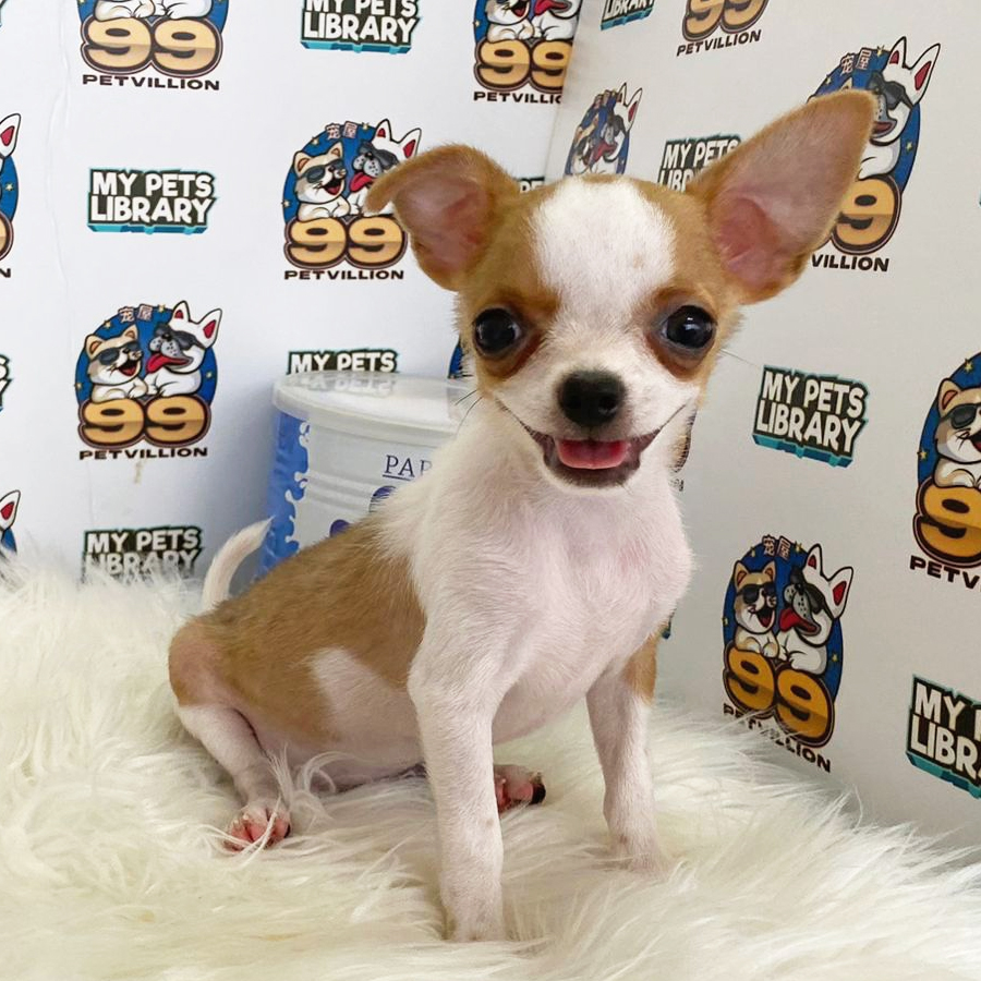Shortcoat Chihuahua Puppy (Male) For Sale