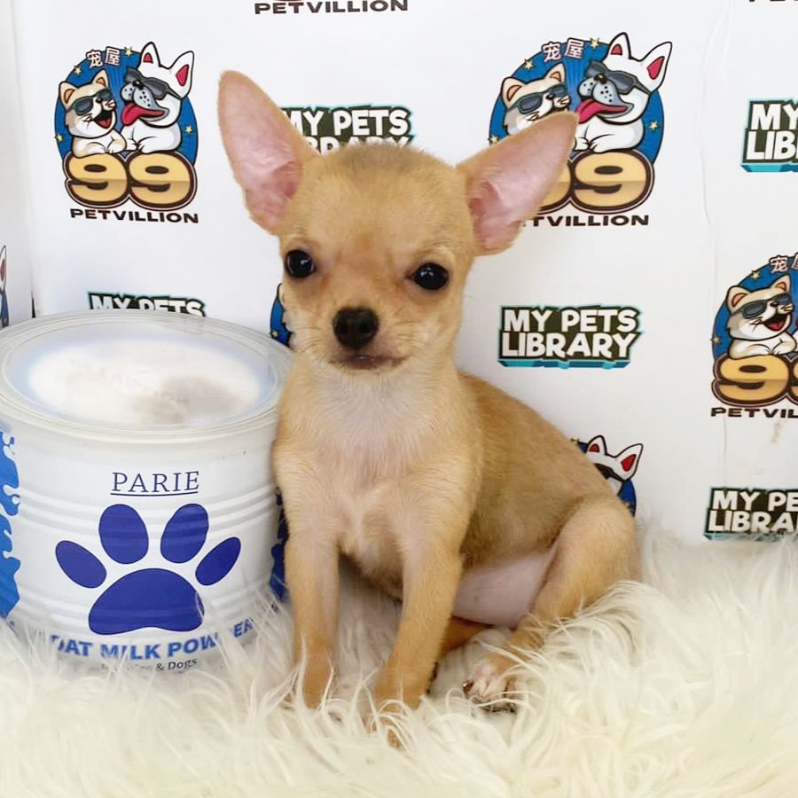 Shortcoat Chihuahua Puppy (Female) For Sale