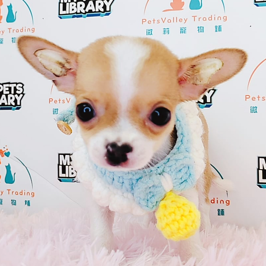 Shortcoat Chihuahua Puppy (Female) For Sale