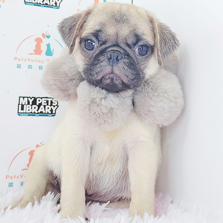 Pug Puppy (Male) For Sale
