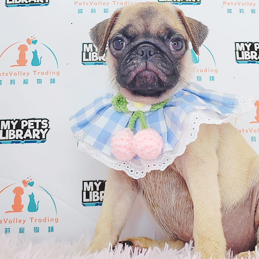 Pug Puppy (Female) For Sale