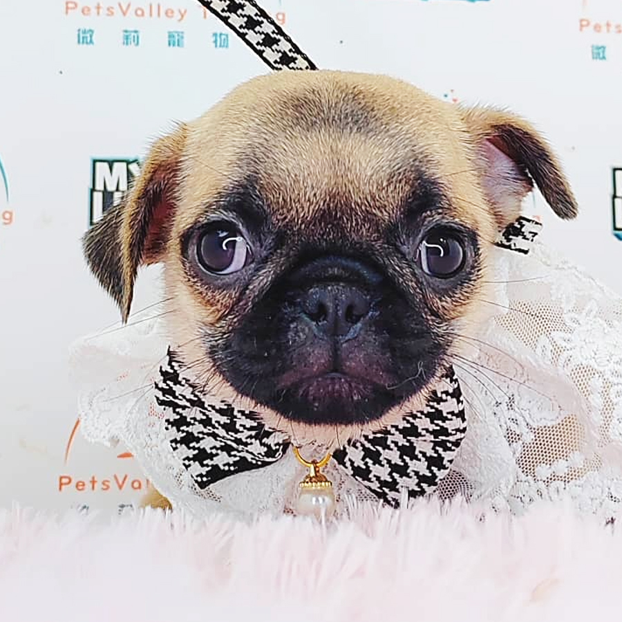 Pug Puppy (Female) For Sale