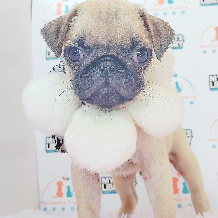 Pug Puppy (Male) For Sale