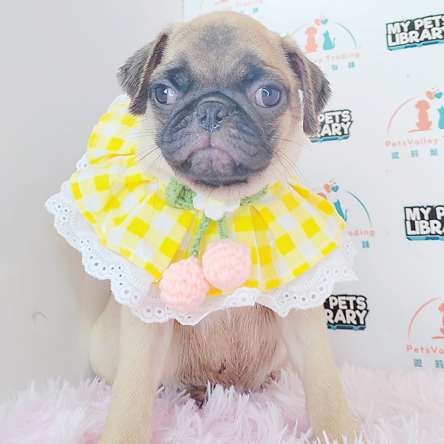 Pug Puppy (Male) For Sale