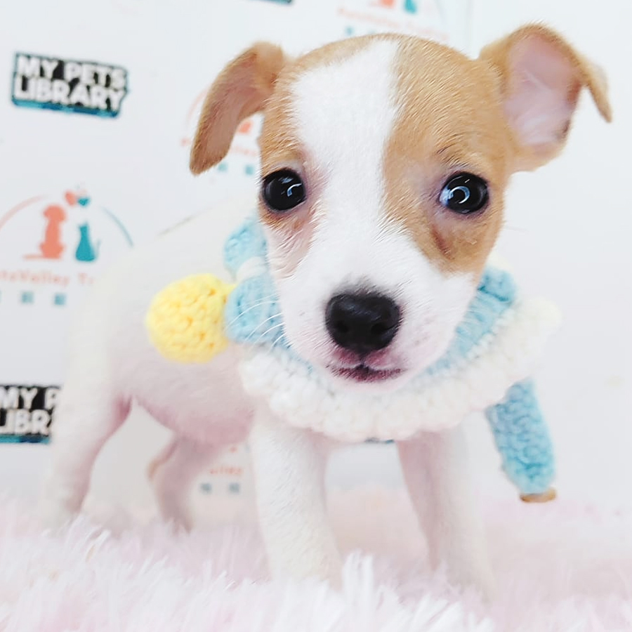 Jack Russell Puppy (Female) For Sale
