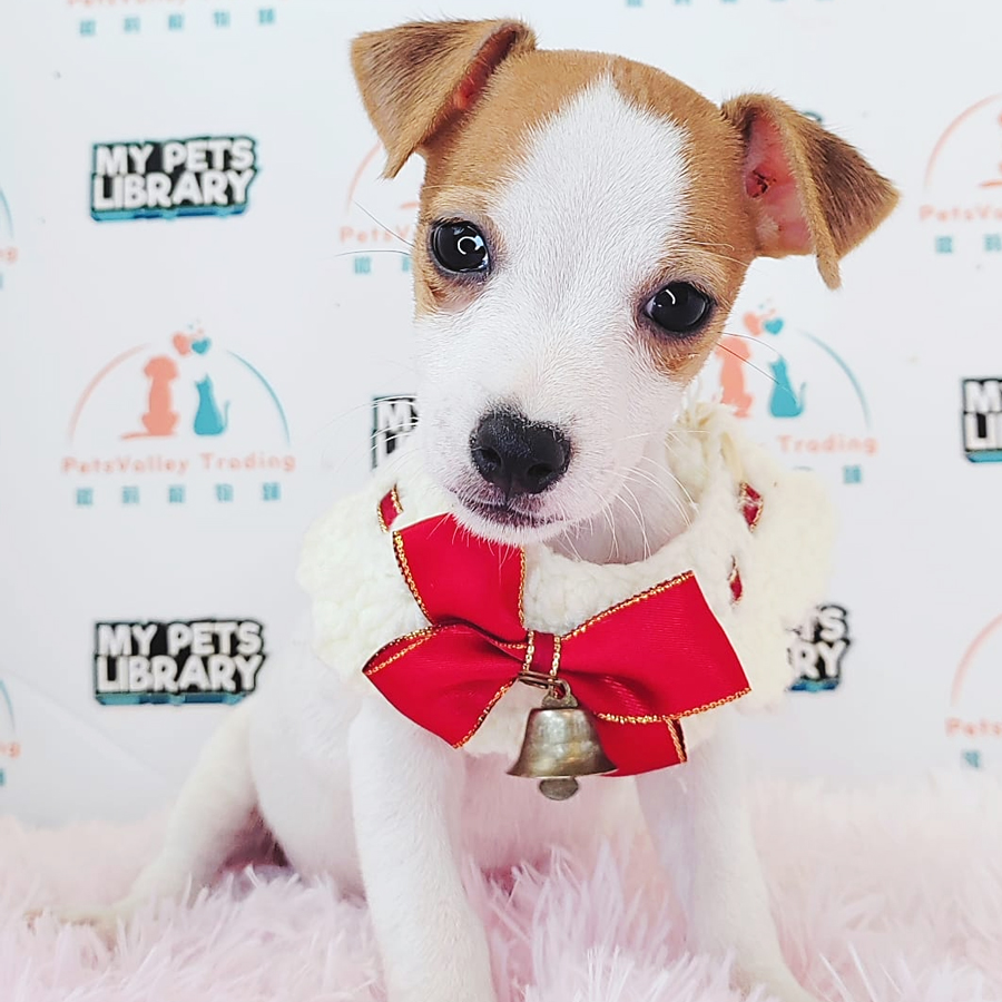 Jack Russell Puppy (Male) For Sale