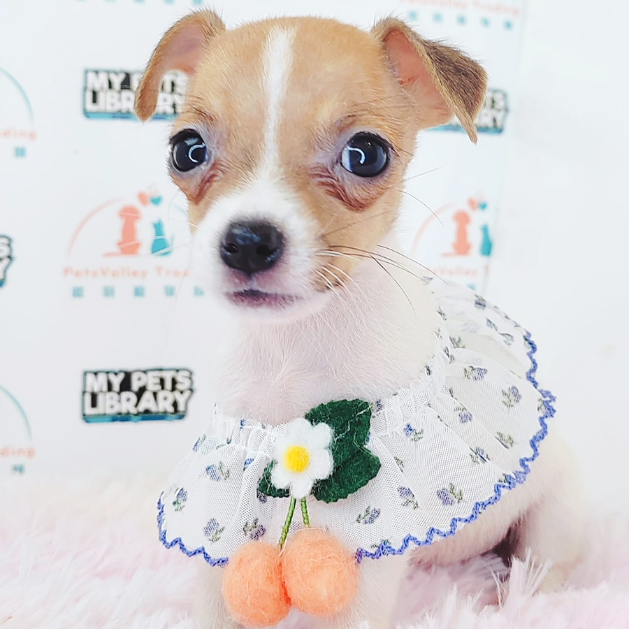 Jack Russell Puppy (Male) For Sale