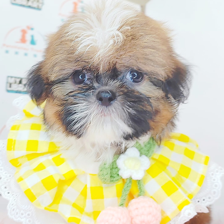 Shih Tzu Puppy (Male) For Sale