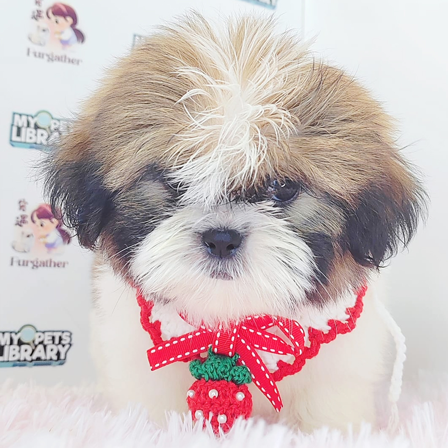 Shih Tzu Puppy (Male) For Sale