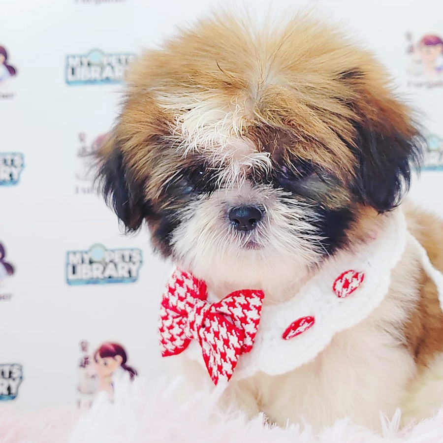 Shih Tzu Puppy (Male) For Sale