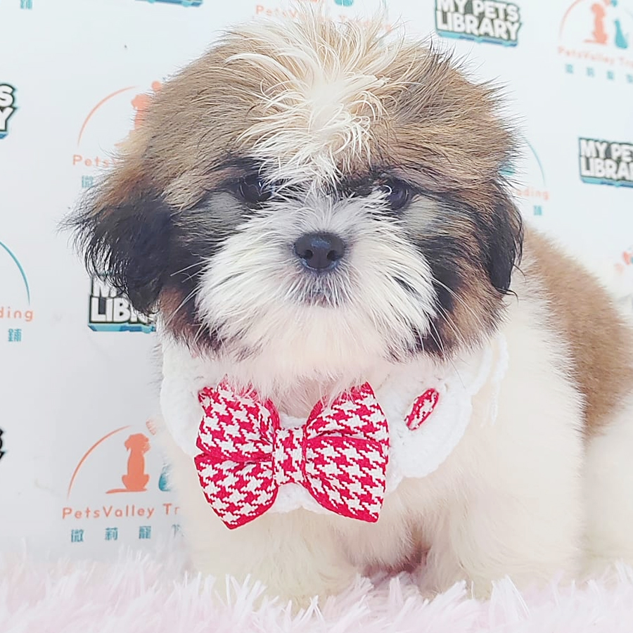 Shih Tzu Puppy (Male) For Sale