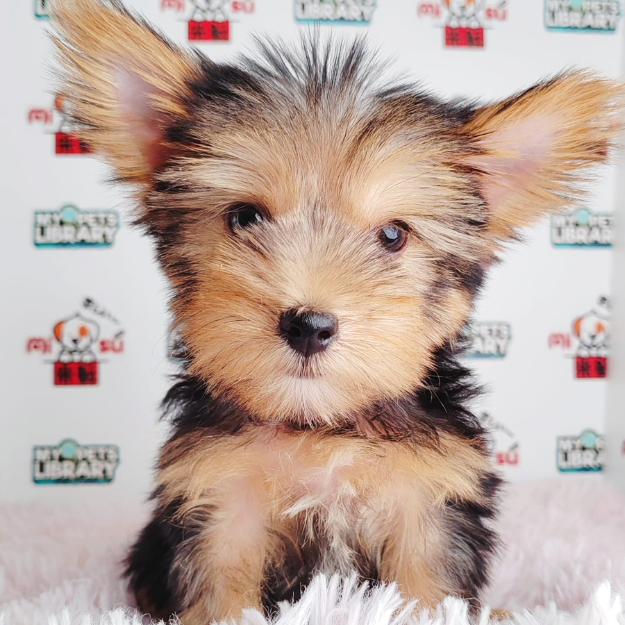 Silky Terrier Puppy (Male) For Sale