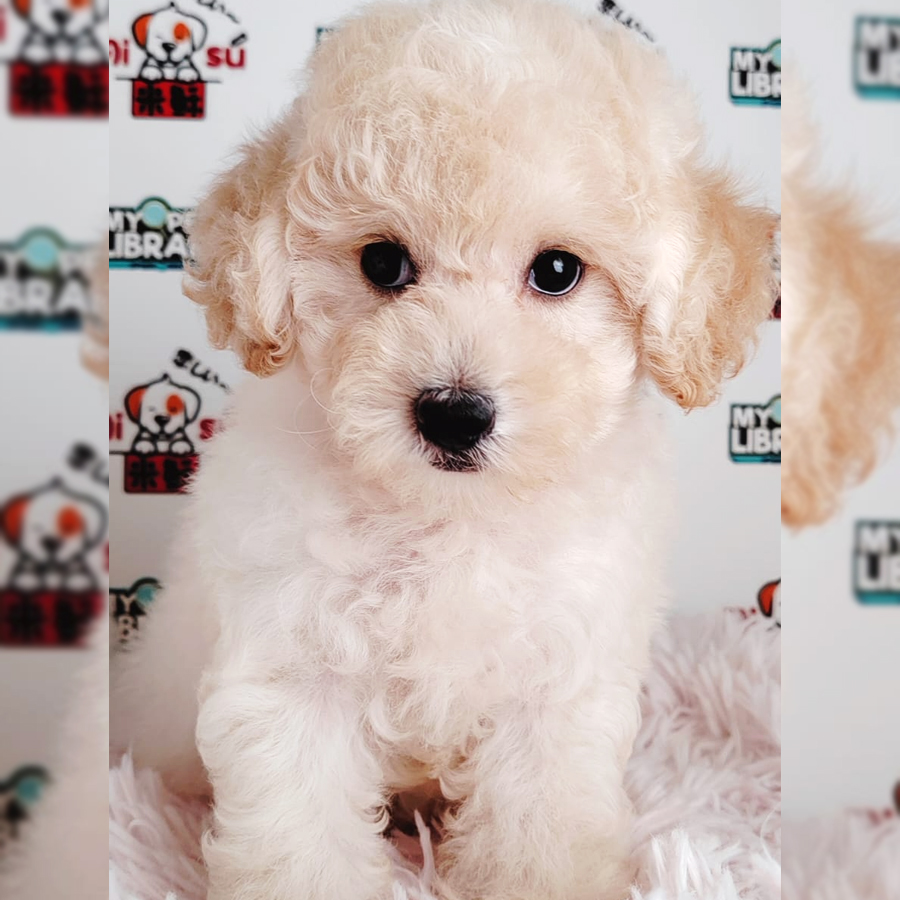 Tiny Poodle Puppy (Male) For Sale